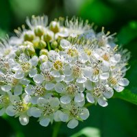 *** :: Виктор Иванович Чернюк