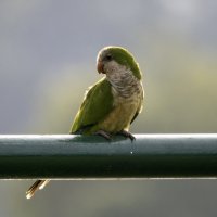 Попугай калита. :: Alexander Amromin