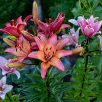 Лето :: Петр 