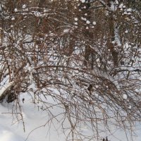 Декабрь в парке Головинском :: Дмитрий Никитин
