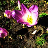 Безвременники зацветают :: Людмила Смородинская