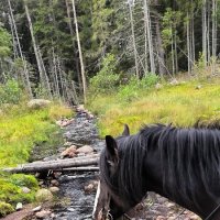 У лесной речушки. :: Ольга 