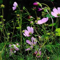 Космея :: Рита Симонова