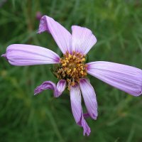 Космея :: Рита Симонова