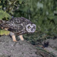 сова болотная. :: юрий макаров сова болотная. :: юрий макаров