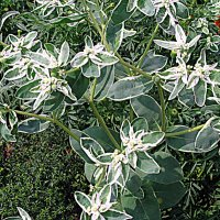 Цветы. :: Владимир Драгунский