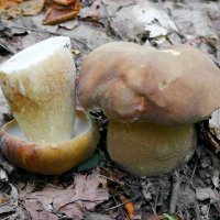 Белый гриб берёзовый :: Андрей Заломленков