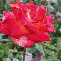 ,,, :: Сергей Тимоновский ,,, :: Сергей Тимоновский