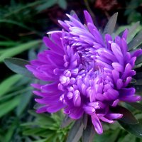 Астры :: Елена Семигина Астры :: Елена Семигина