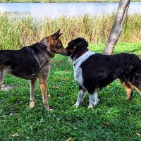 Джерри и Тома,,,) :: Анатолий Колосов Джерри и Тома,,,) :: Анатолий Колосов