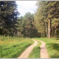 Лесная дорога. :: Владимир Попов
