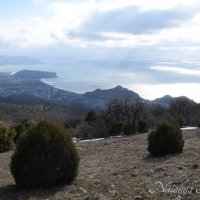 Природа Крыма :: Amazing Cosmea