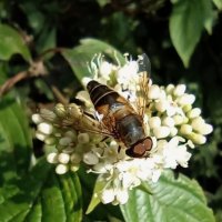 Муха - журчалка :: Veera V