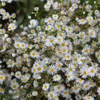 Ромашковое раздолье :: Светлана Ромашковое раздолье :: Светлана