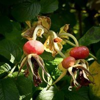 Созрел. :: Галина Левина