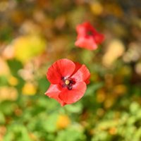 * :: Вадим * :: Вадим