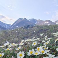 Белая нежность тундры. :: Татьяна Чаброва