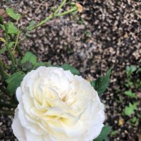 Розочка :: Светлана Мишенёва