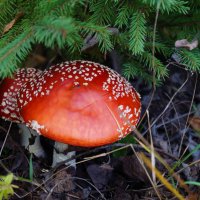 Мухоморы :: Сергей Ц