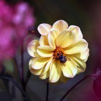 18 сентября :: Михаил Бибичков