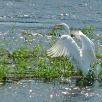 большая белая цапля :: gawrilа - dan