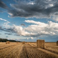 Нивы сжаты...) :: Ирина 