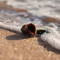 Осенний исход черноморской рапаны. :: Анатолий Щербак