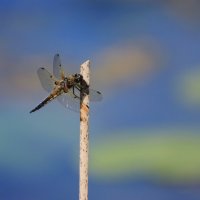 Красота на пруду :: Ната Волга Красота на пруду :: Ната Волга