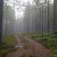 Лес :: Андрей Зайцев