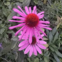 Эхинацея :: Сапсан 