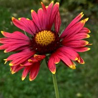 Гайлардия :: Ирина 