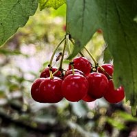 Калина. :: Ирина 