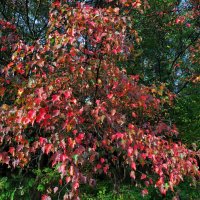 Красные наступают :: Андрей Лукьянов Красные наступают :: Андрей Лукьянов