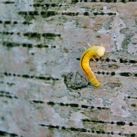 Просто гусеница :: Игорь Тельцов