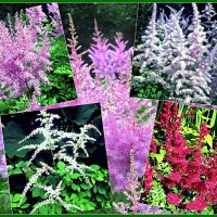 Астильба: пушистое чудо в саду!! :: Ольга Довженко Астильба: пушистое чудо в саду!! :: Ольга Довженко