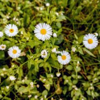 Мелколепестник :: Veera V Мелколепестник :: Veera V