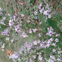 СЕНТЯБРИНКИ :: Валерий Кокорев