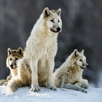 Белый волк :: SanSan 