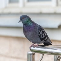 Задумчивый :: Валерий Иванович