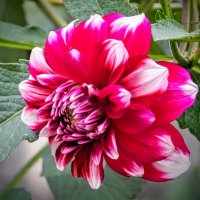 Георгин - роза осени! :: Елена Хайдукова ( Elena Fly ) Георгин - роза осени! :: Елена Хайдукова ( Elena Fly )