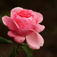 Розы сентября :: Юрий. Шмаков