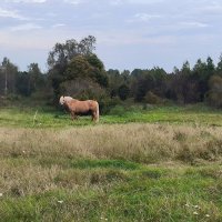 Соболь любит одиночество! :: Ольга 