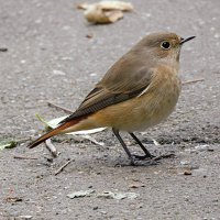 Горихвостка :: Лина 