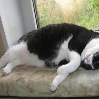 Кайфует :: Людмила Смородинская