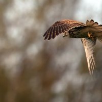 Пустельга. :: Владимир Безбородов