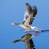 бегущий :: Андроник Александр 