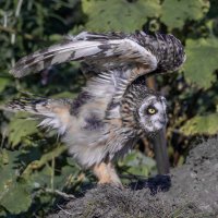 сова болотная :: юрий макаров