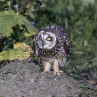 сова болотная :: юрий макаров