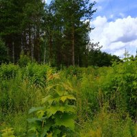 Чебоксары. Просека Ботанического сада летом. :: Пётр Чернега