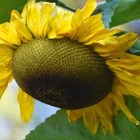 Москва. Сентябрь в Ботаническом... :: Наташа *****